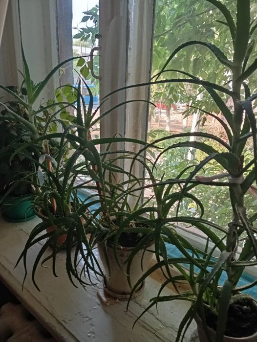 Продам Алоэ лечебный