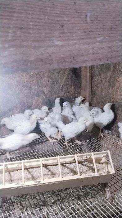 Продам Несушку и Родонит