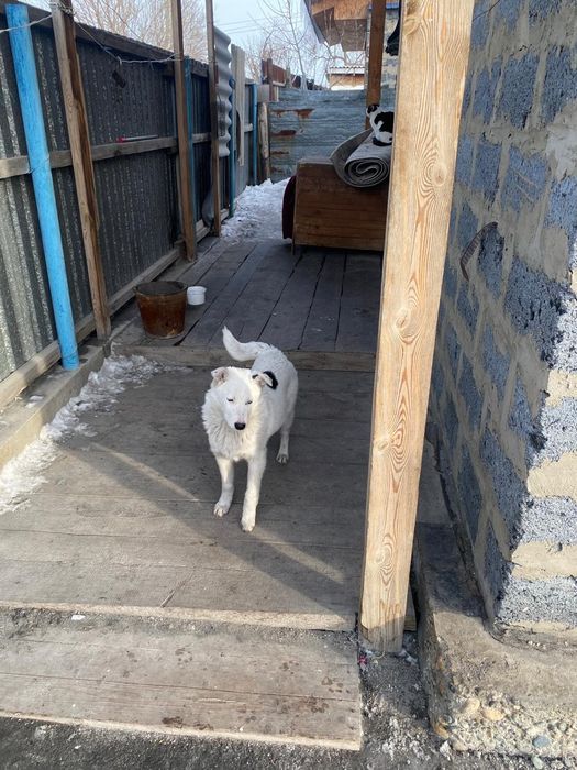 Щенки подростки 6 мес