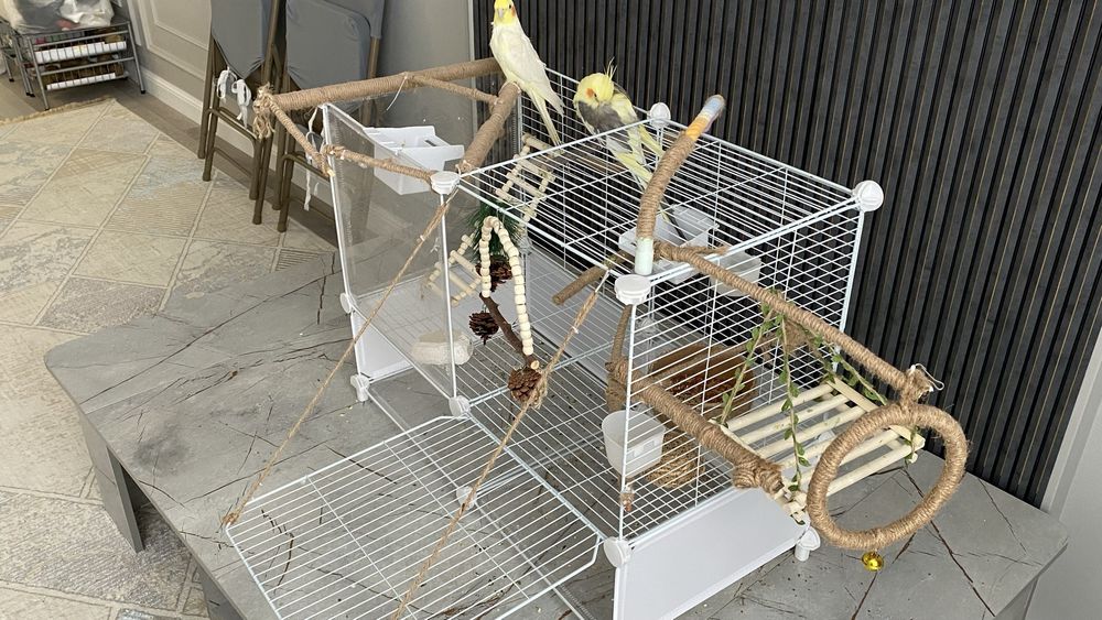 Продам попугаев с клеткой