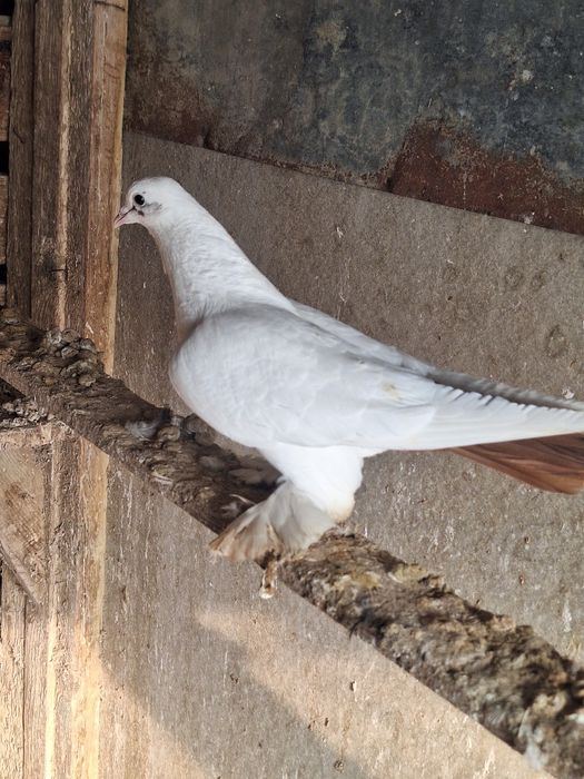 Голуб       Голуб