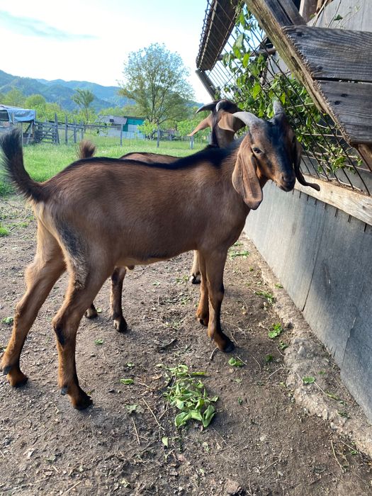 Iezi Anglo nubian metis cu alpin francez