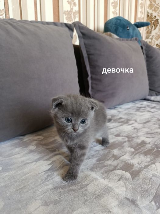 Продам котят Британцы