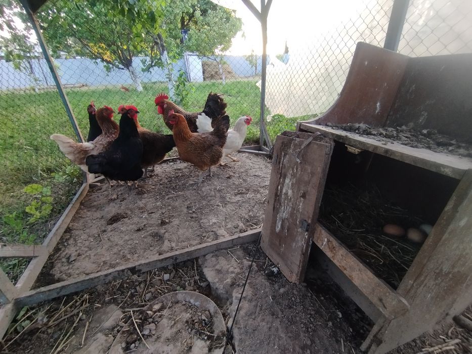 Продам кур кучинской породы