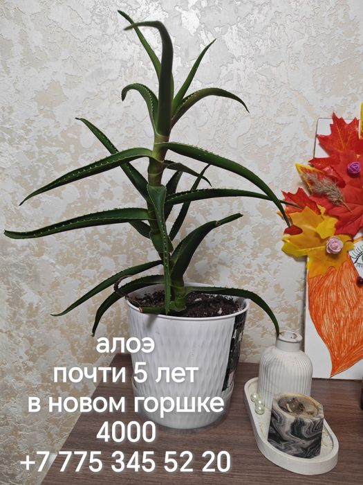Комнатные цветы разные