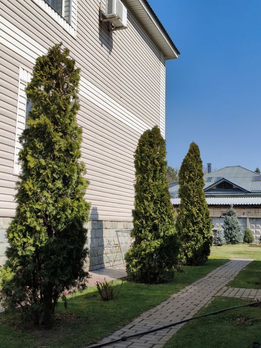 Туя западная (Thuja occidentalis),