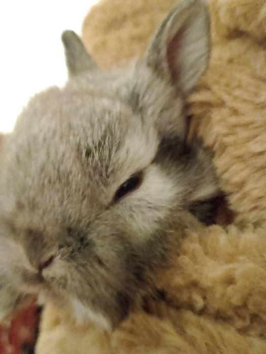 Декоративные кролик