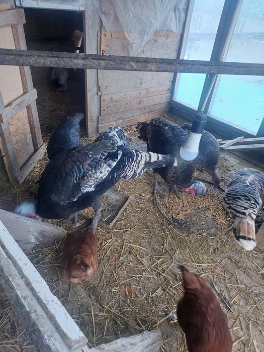 Туйе тауыктар сатылады