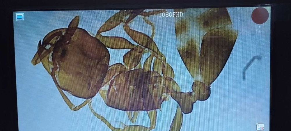 Микроскоп электронный с 7-дюймовым экраном и 12 м камерой.