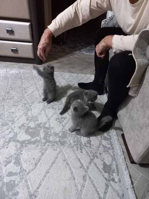 Британский котенок мысык