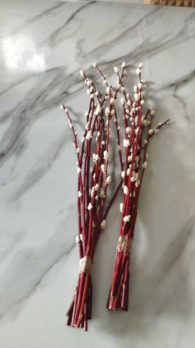 продам вербу красную