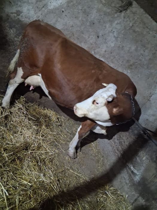 Vând vacă băltată cu vițel