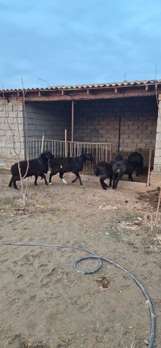 Қошқарлар сатылады