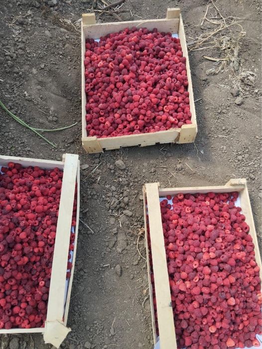 Малинк смородина Ежемалина