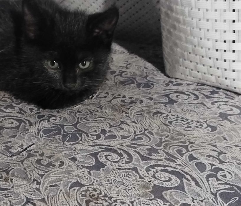 Отдам в добрые руки котенка