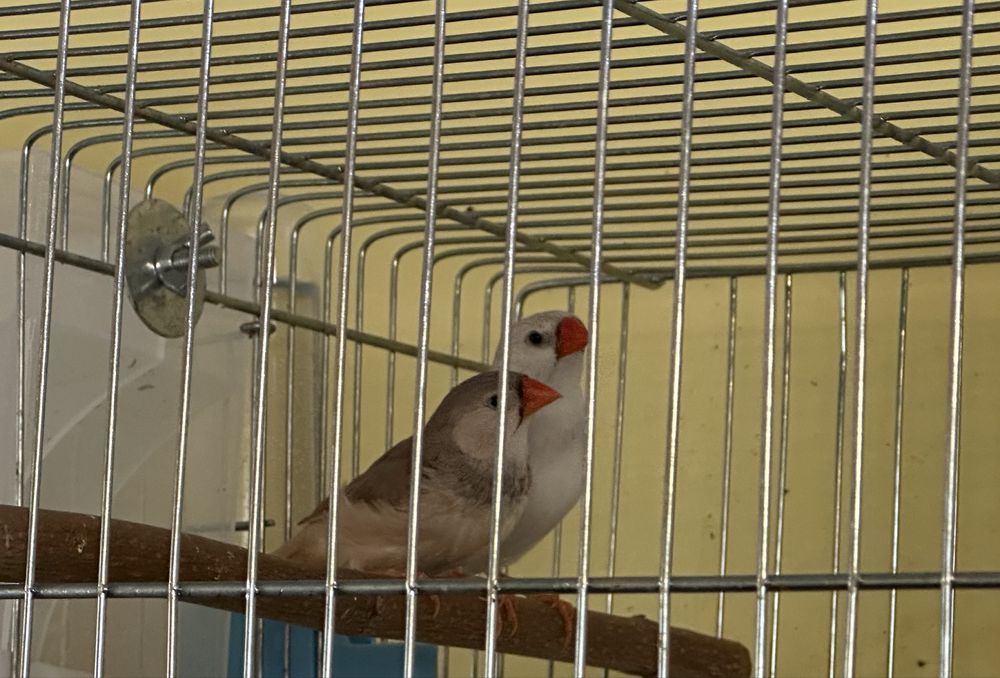 Зеброви амадини