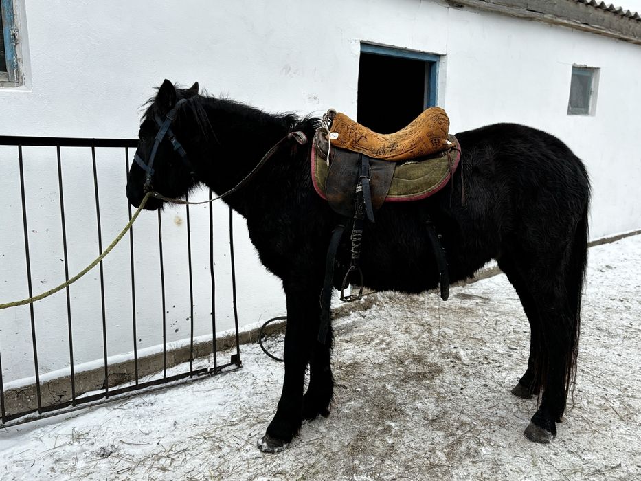 Жеребец 3х летка