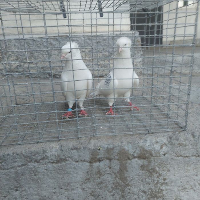 Бели чубати бровястые пара