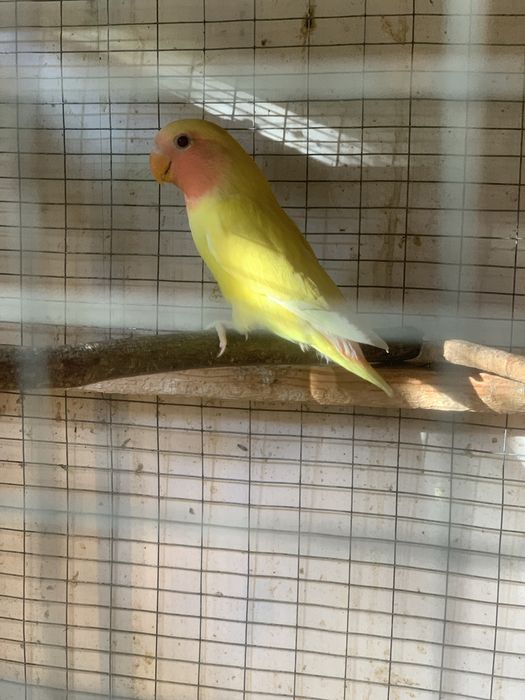 Попугайчики неразлучники молодые продаются