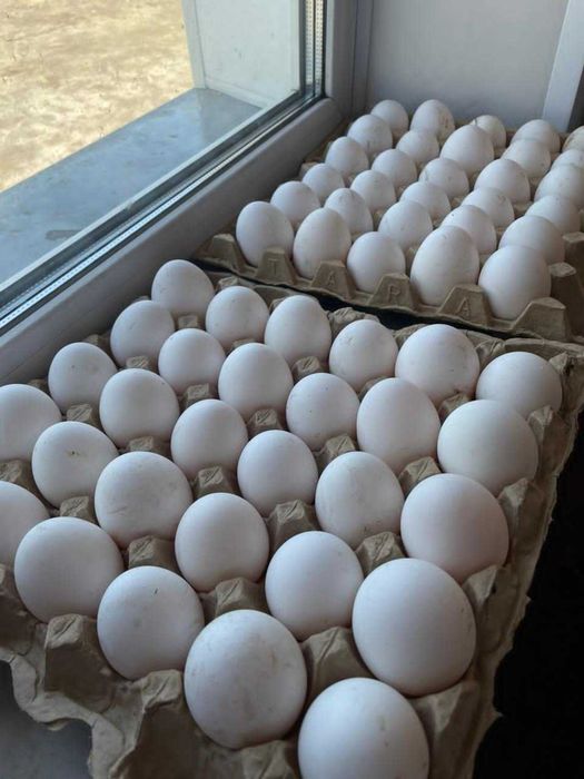 Продам кур несушек