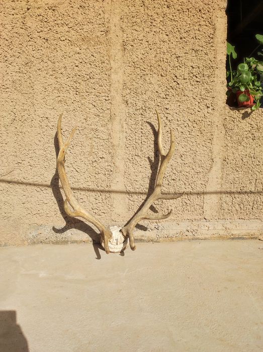 Buxoro bugʻusi shoxi