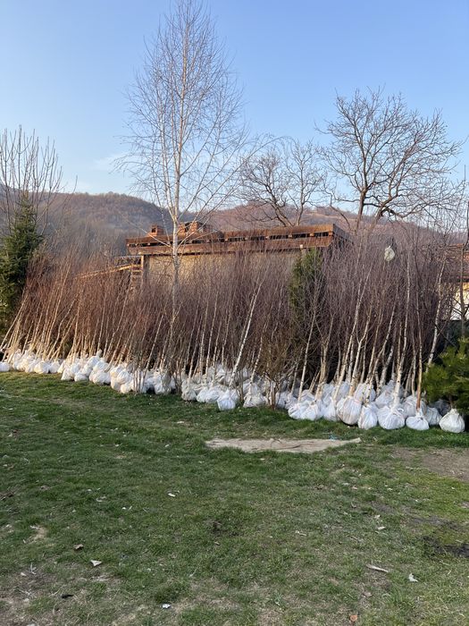 Mesteacan alb bentula livrare si plantate gratuita oriunde in tara