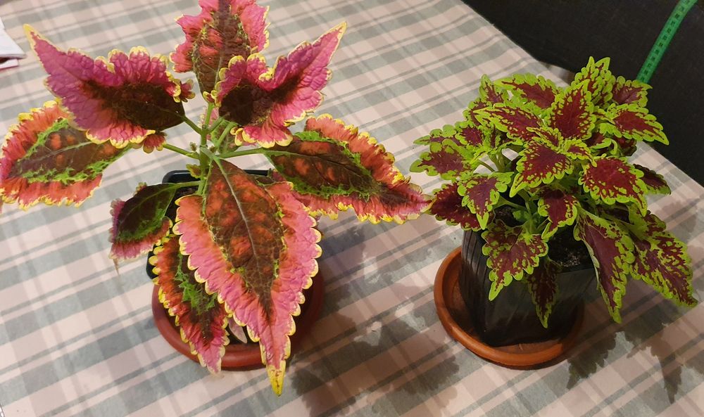 Колеусы сортовые