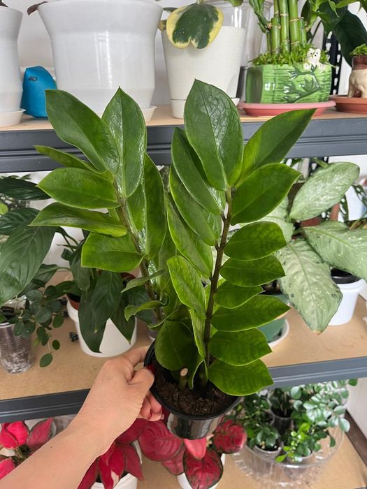 Комнатные растения