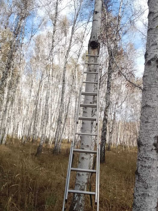 Продам березовую чагу