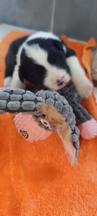 щенки бордер колли