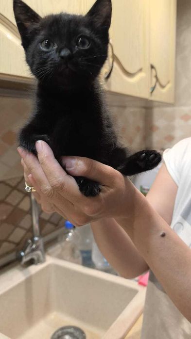 Отдам милых котиков в добрые руки