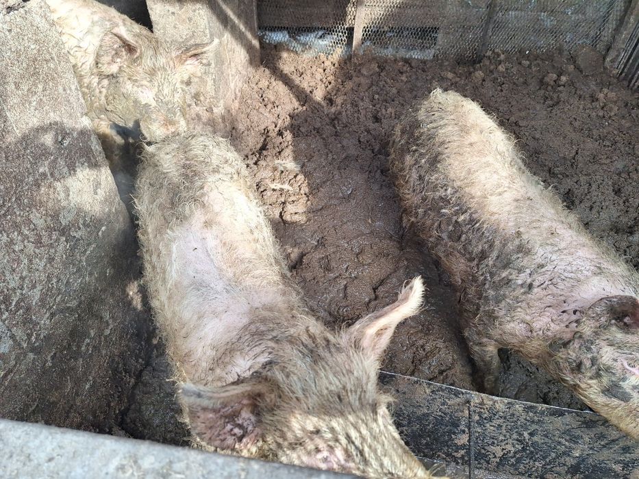 Продам трех свинок полугодовалых