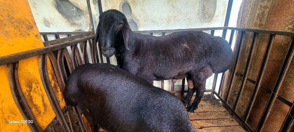 Qo'ylar sotiladi qurbonlik uchun xayitgacha boqibxam beriladi