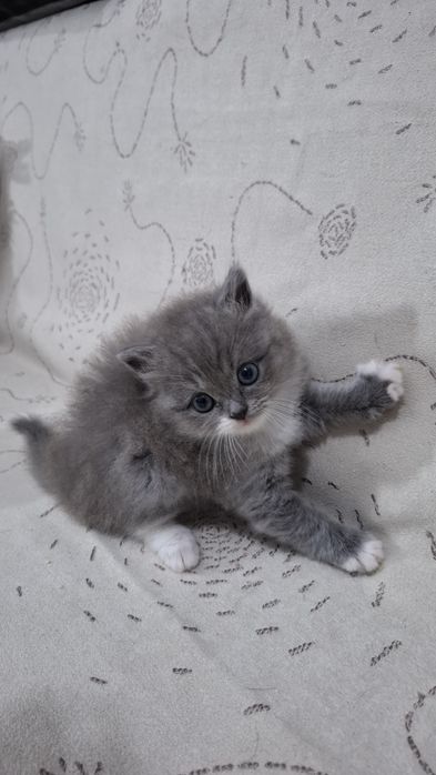 Котенок шотландская голубая