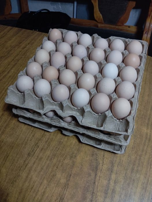 Продам Домашнее яйцо