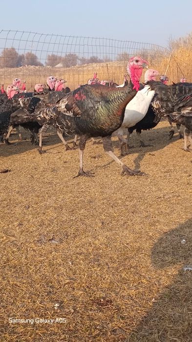 Үндіктер қораз мекендер