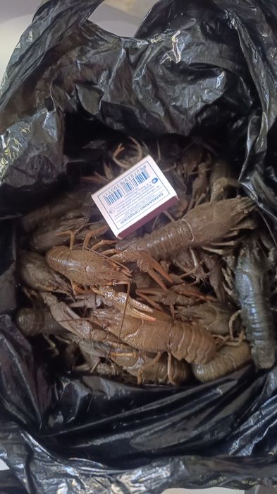 Продам раков,живые