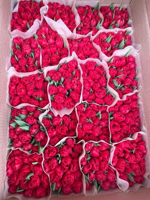 Тюльпаны оптом с теплицы 2026 сезон открыт!