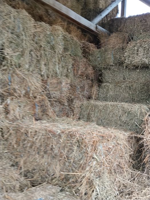 Baloți lucerna și trifoi  calitate bună  200 buc.