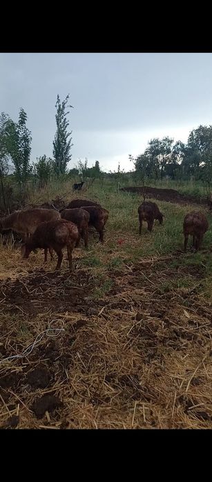 27 бас еркек козы сатылады