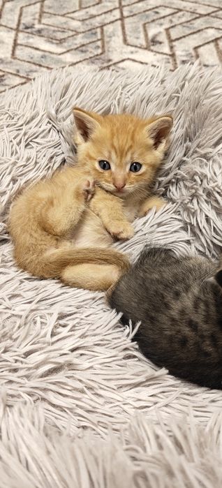 Котята в добрые руки бесплатно