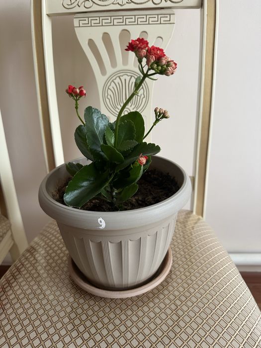 уйден осipiлген гулдер