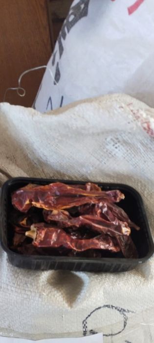 Древесные грибы на продажу