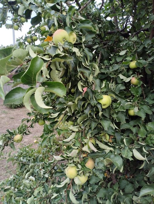 Яблоки с дерева.