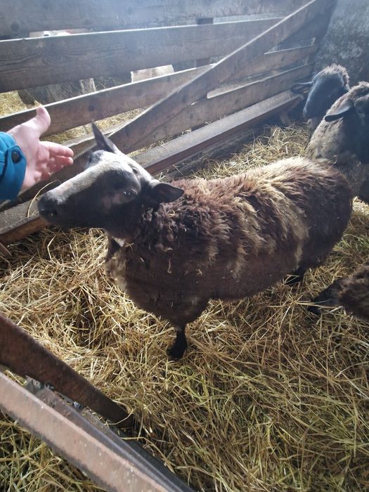 Se vinde un berbec dorper si un berbec patata olandeza