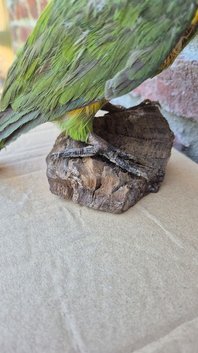 Papagal Senegal Impaiat - Taxidermie Targoviste • OLX.ro