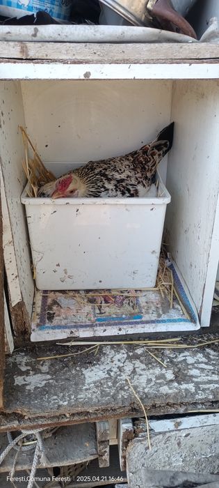 Cocoșei ,găinușe și pui americani