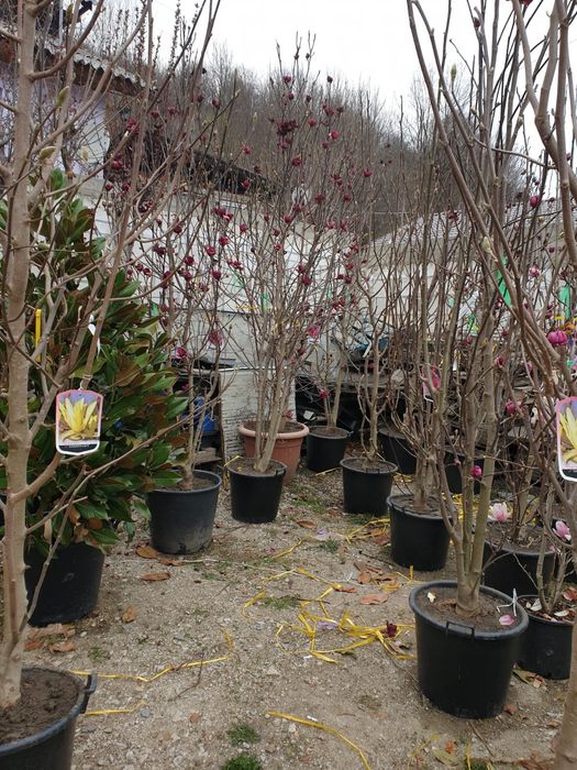 Pon pon, spirala, tuia, brazi, copaci ornamentali