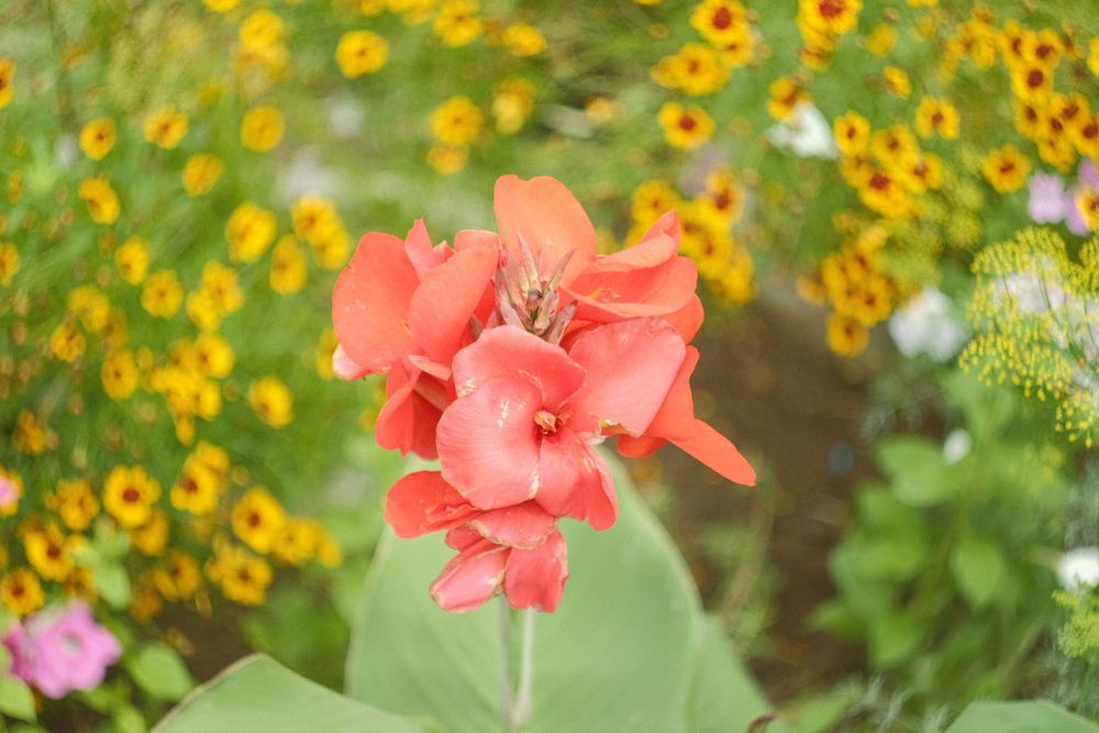 Объектив Гелиос 44-2