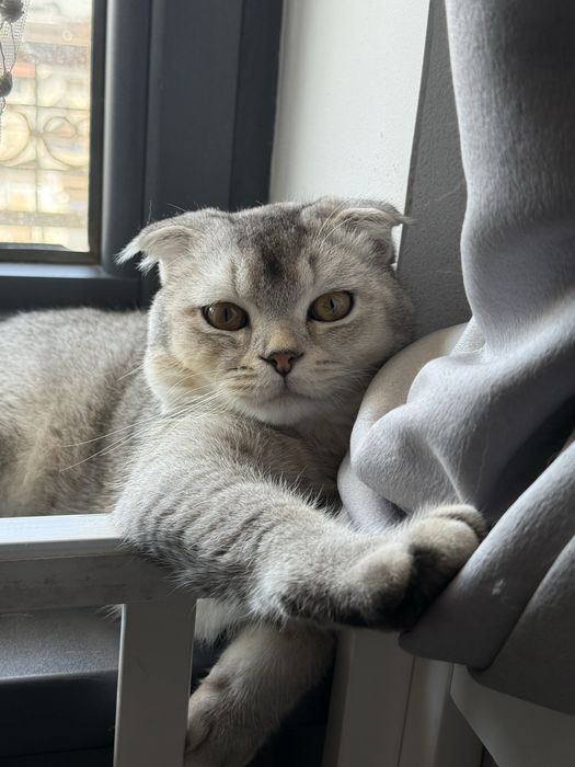 Srochna mushu sotiladi scottish fold ogil bola